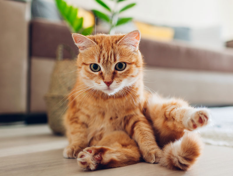 Learn why your cat may be scooting across the floor.