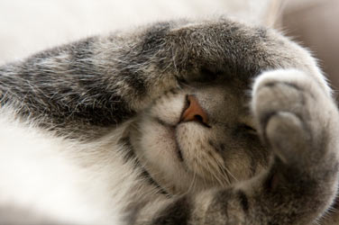 Sleeping cats are adorable, but why do cats sleep so much? Cats are in deep sleep when they cover their faces.
