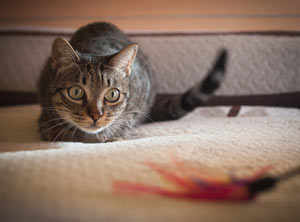 Cats stalk things due to predator instinct.