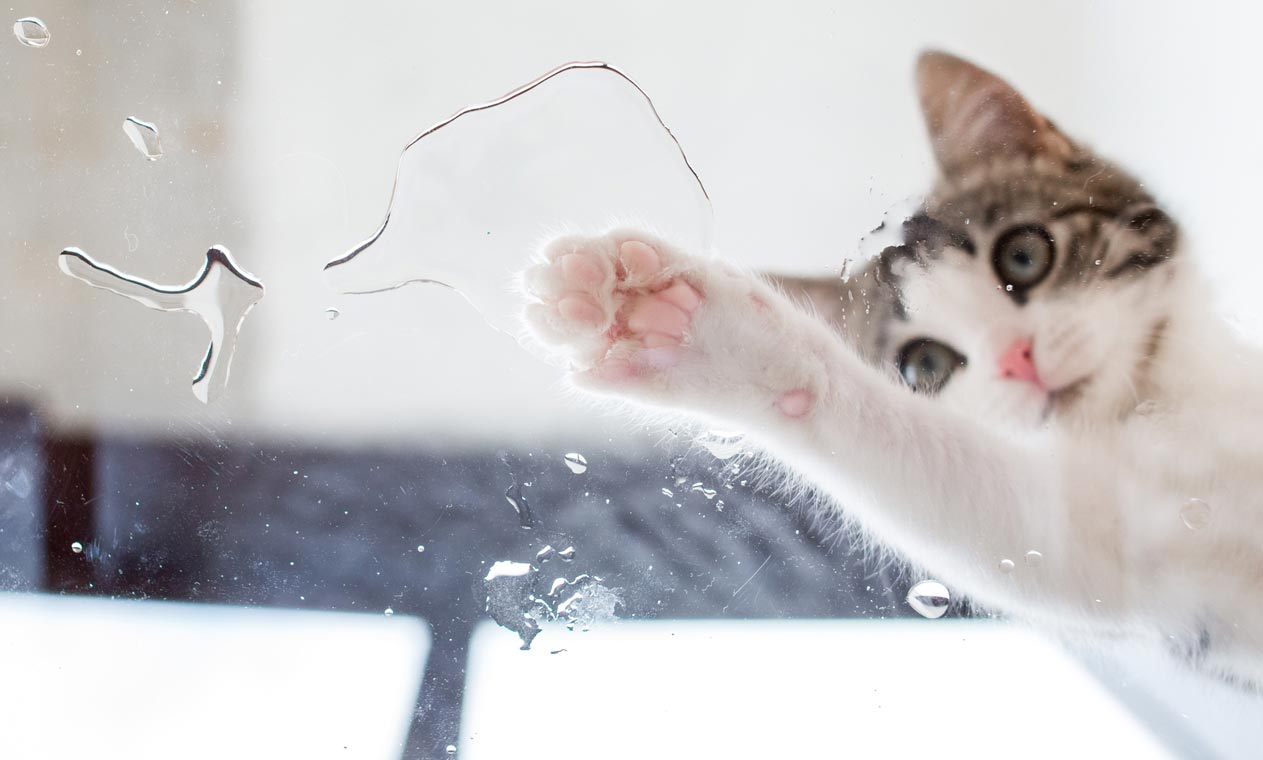 Learn why some cats dip their paws in their water bowl.