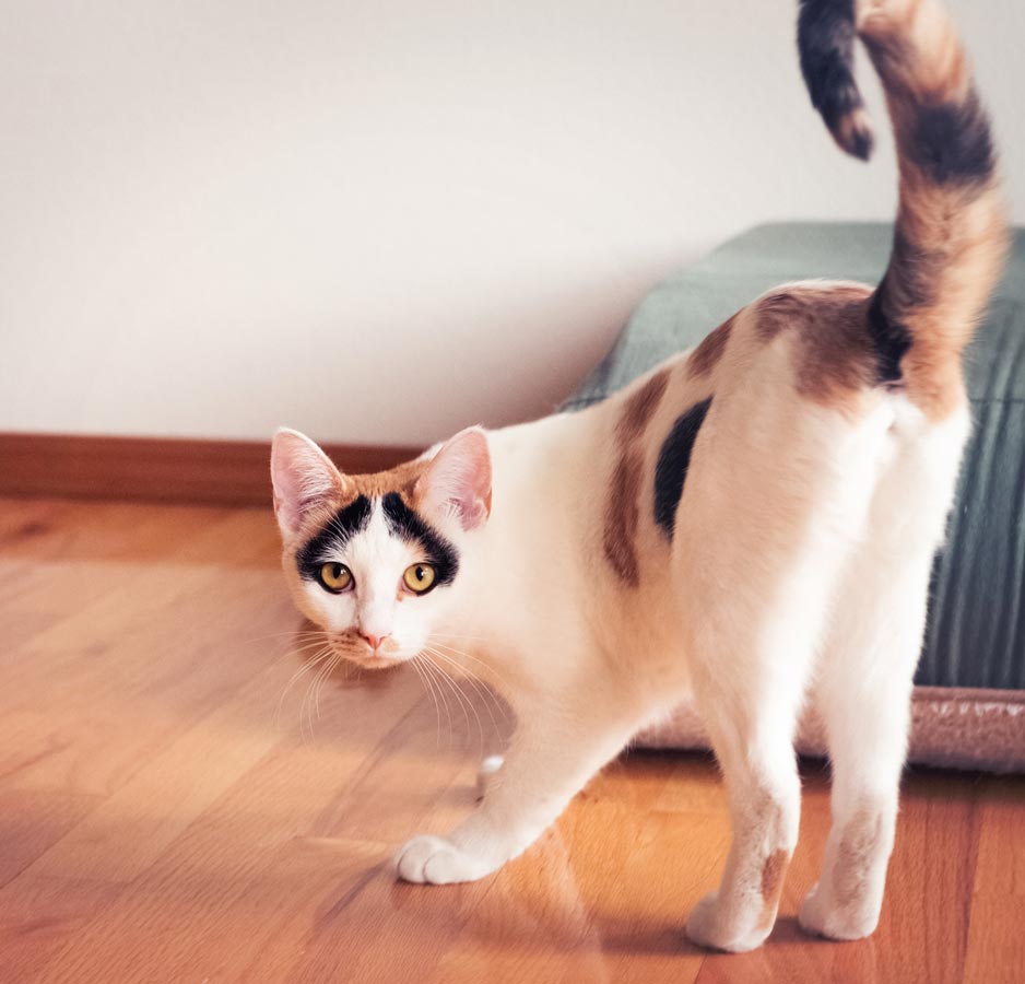Cats that show you their bums love and trust you. Learn why cats lift their tails and show you their bums.