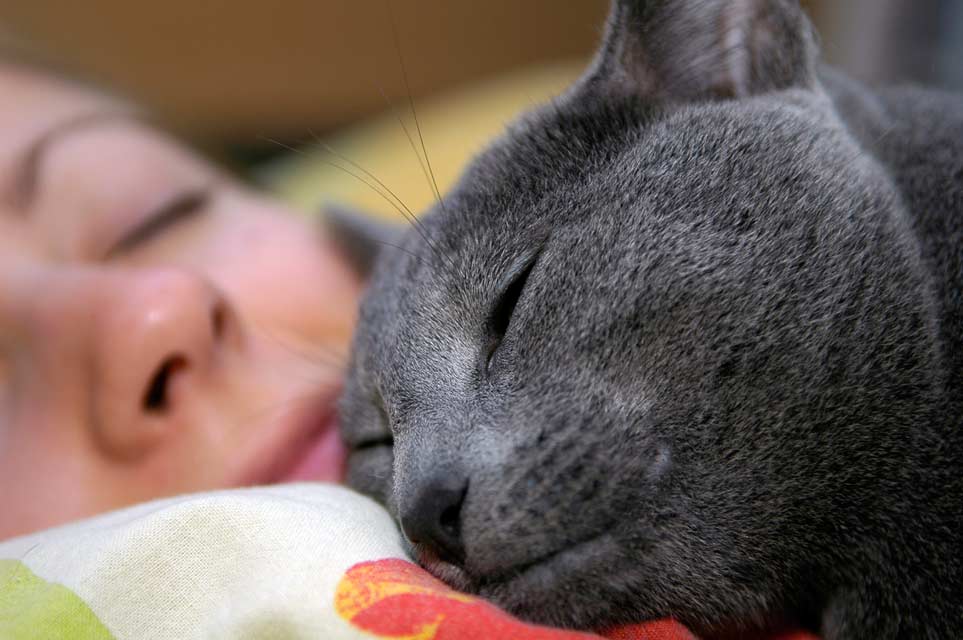 Why does your cat like to sleep on your head?