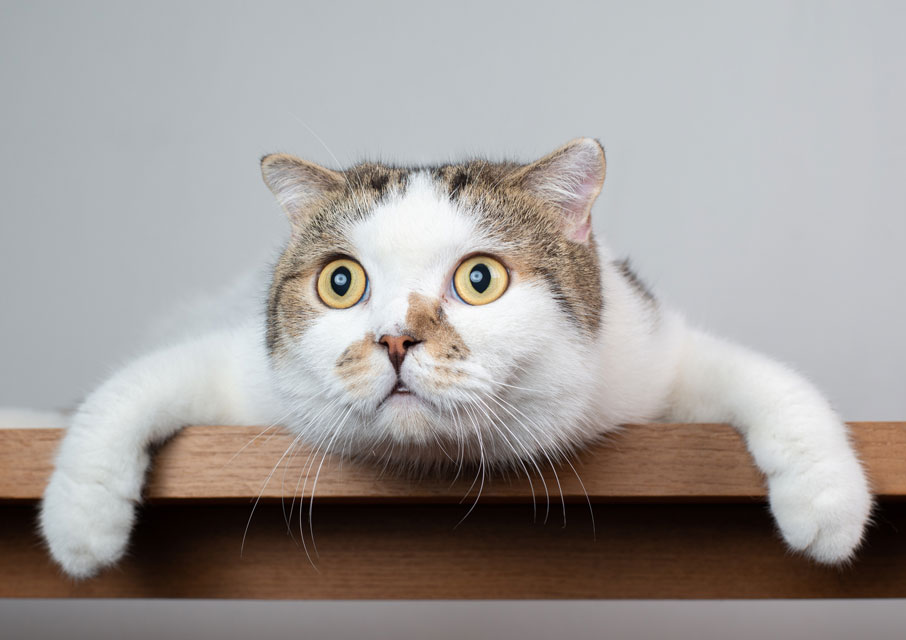 Learn why cats may suddenly start engaging in bad behavior.
