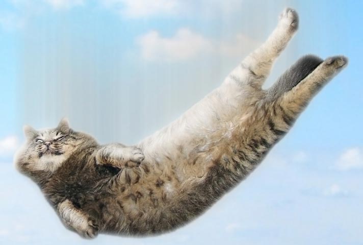Learn about cats falling and how they land on their feet.