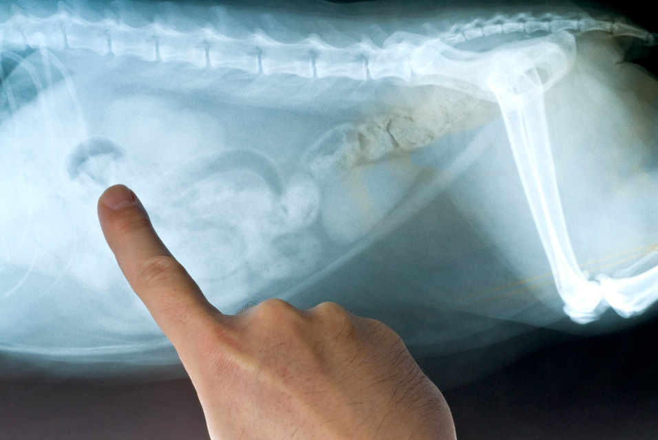 X-rays can give vets lots of information for diagnoses.