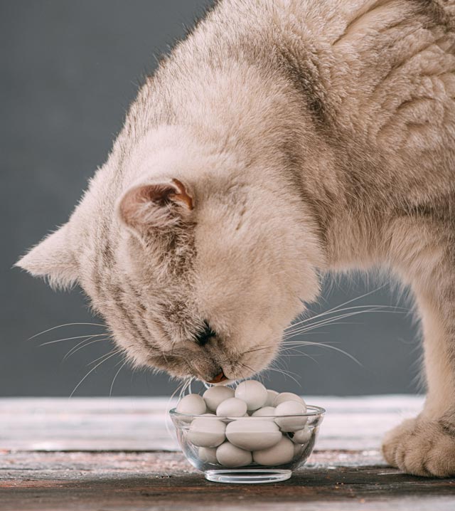 Xylitol is an artificial sweetener that may not be good for cats.
